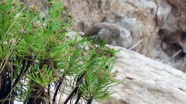 Yemen Serin - ML654252809