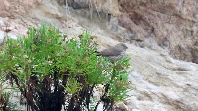 Yemen Serin - ML654252811