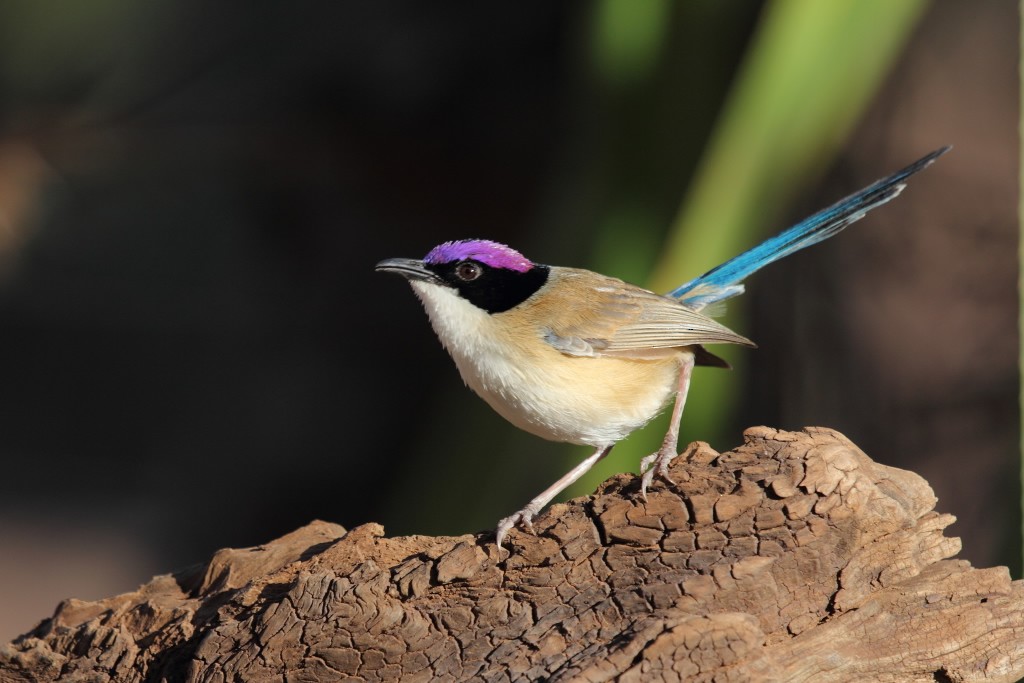 Purple-crowned Fairywren - ML65425361