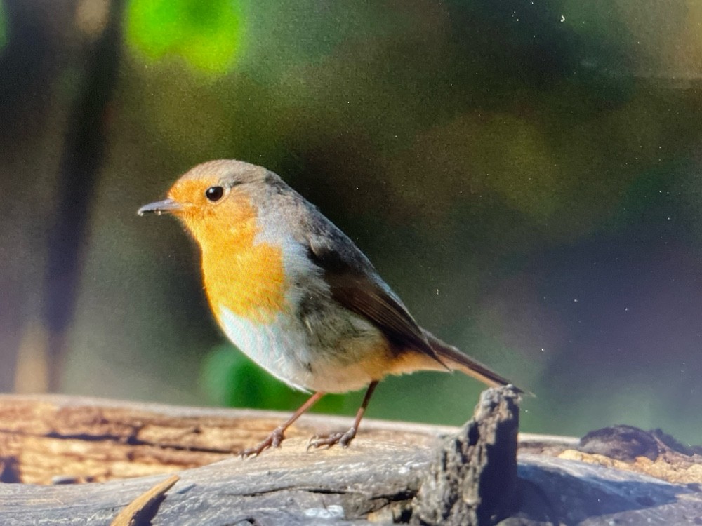 European Robin - Erithacus rubecula - Media Search - Macaulay Library ...