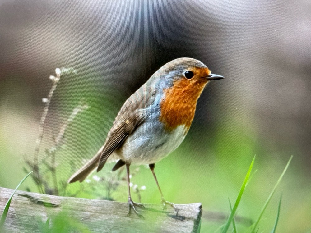 European Robin - Erithacus rubecula - Media Search - Macaulay Library ...