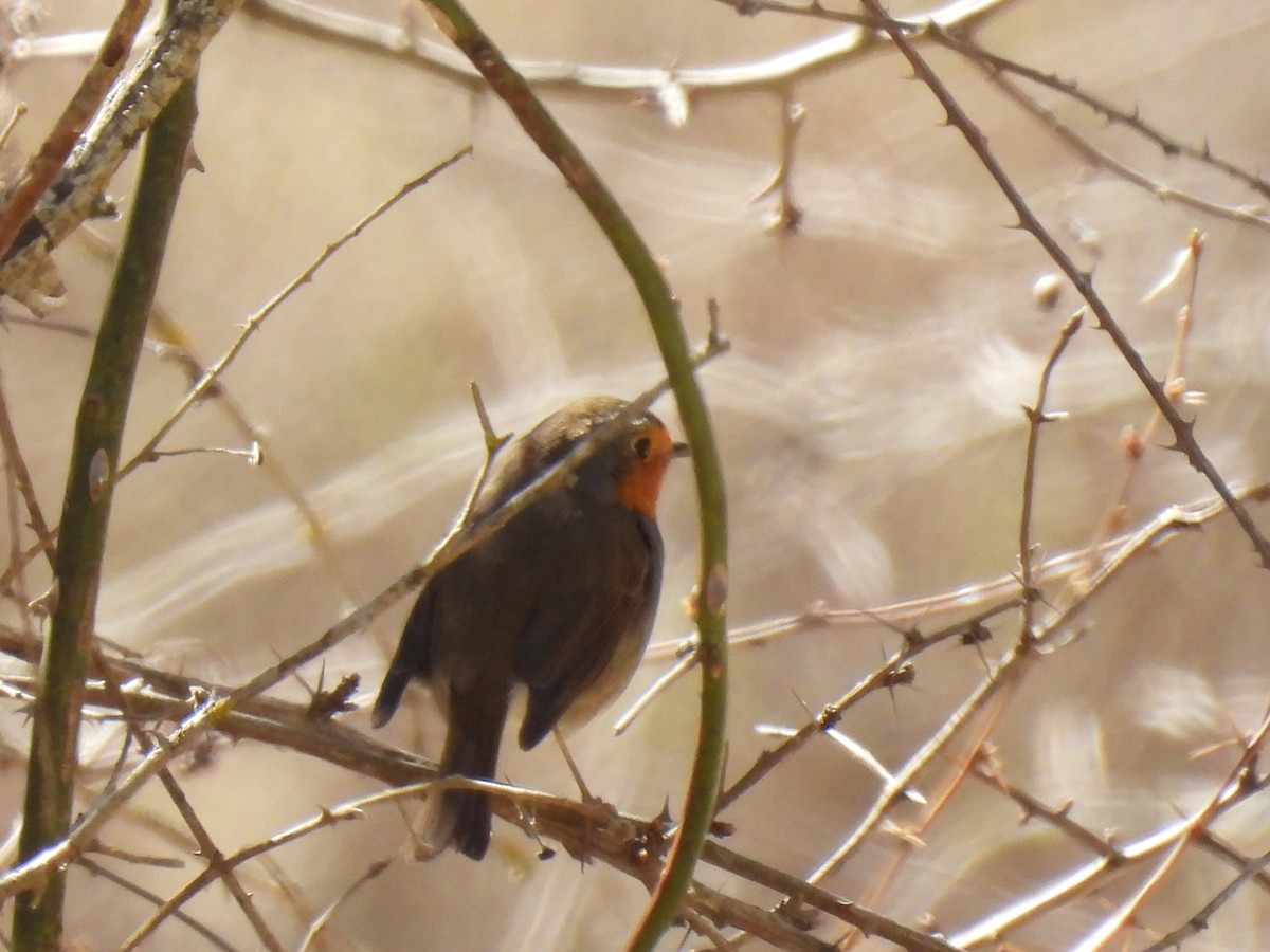 European Robin - Erithacus rubecula - Media Search - Macaulay Library ...