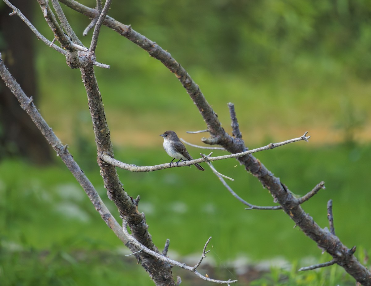 eBird Checklist - 30 Mar 2026 - Tyler Nature Center - 4 species