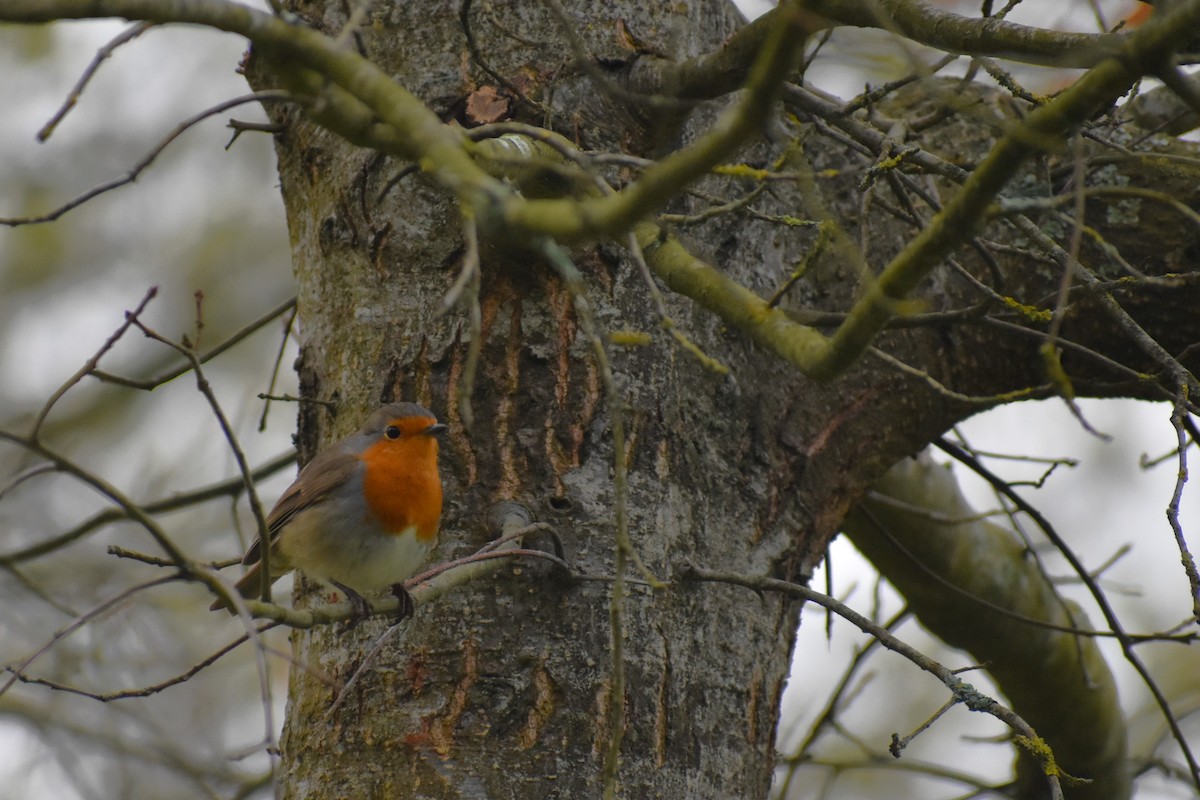 European Robin - Erithacus rubecula - Media Search - Macaulay Library ...