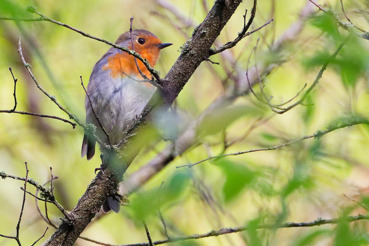 European Robin - Erithacus rubecula - Media Search - Macaulay Library ...