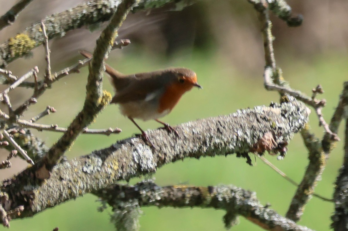 European Robin - Erithacus rubecula - Media Search - Macaulay Library ...