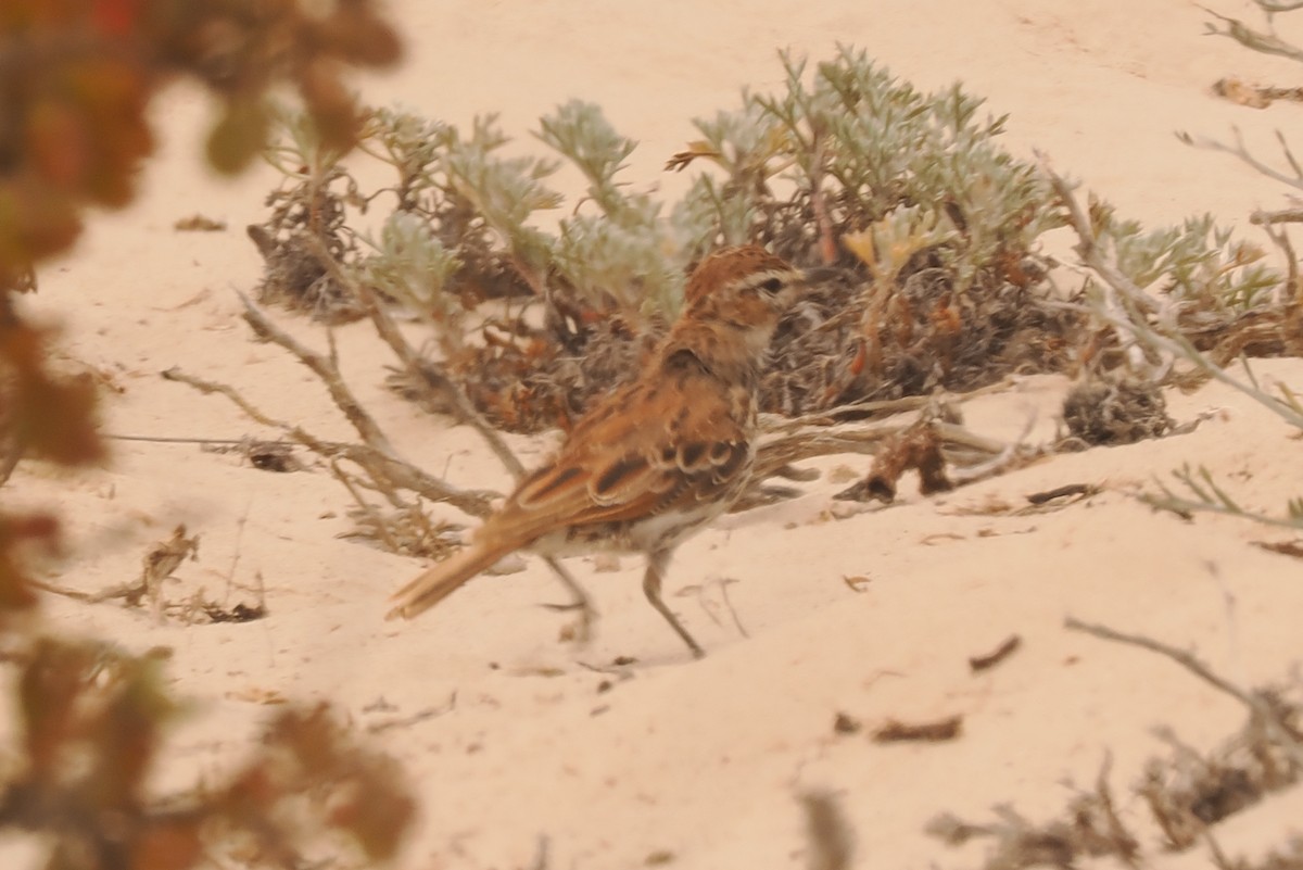 Karoo Lark - ML654261259