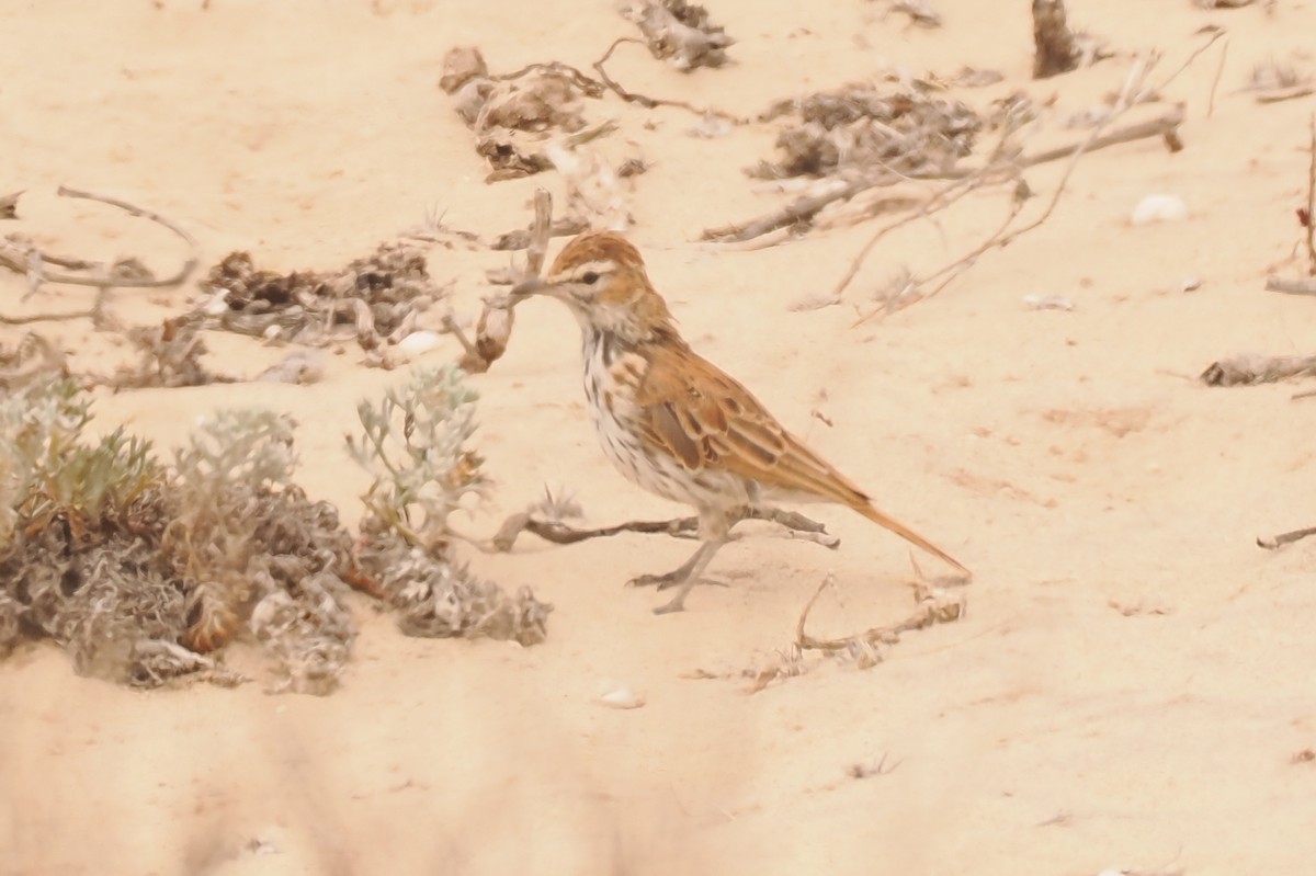 Karoo Lark - ML654261399