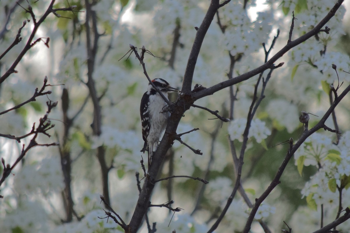 Downy Woodpecker - ML654261525