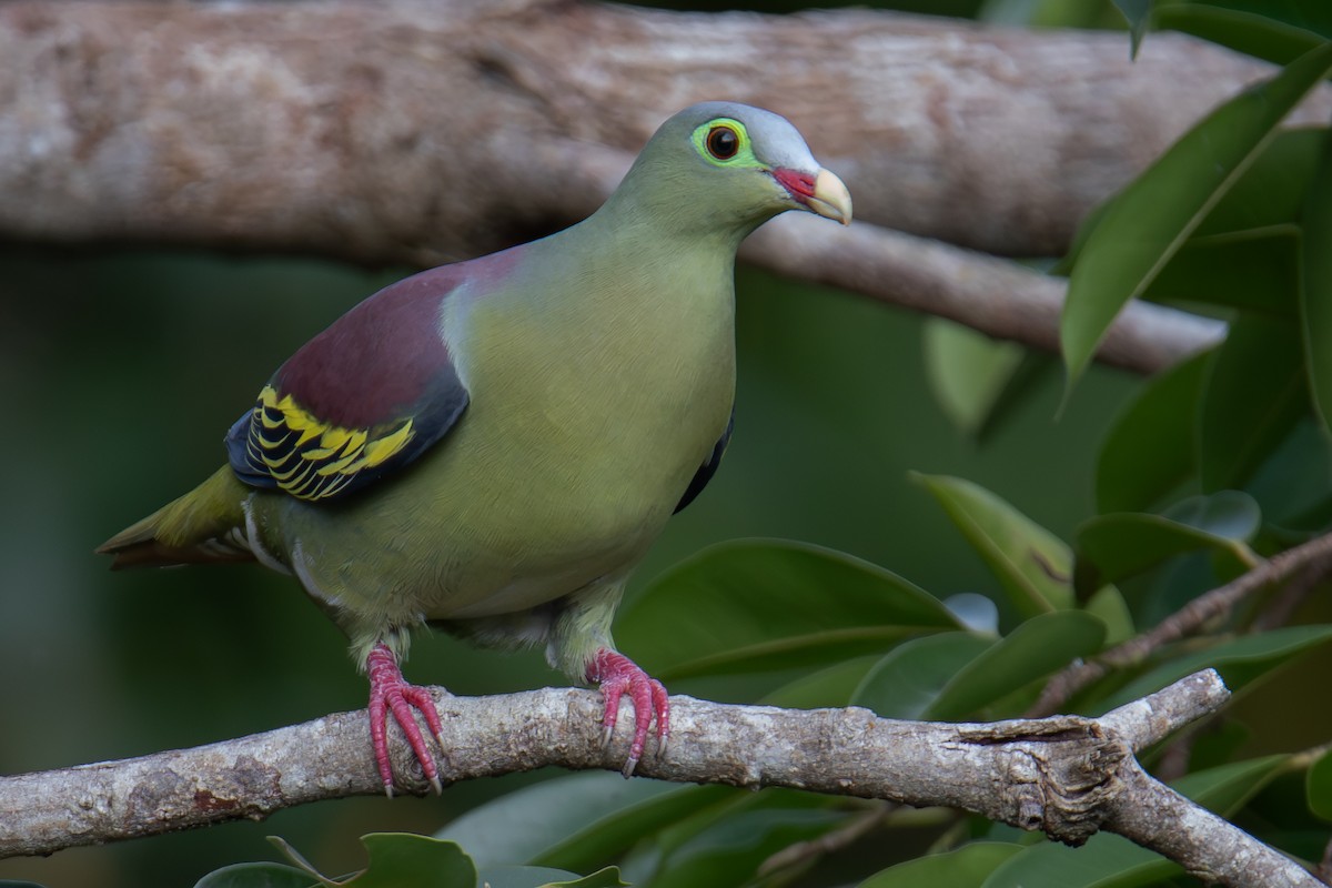 Thick-billed Green-Pigeon - ML654263690
