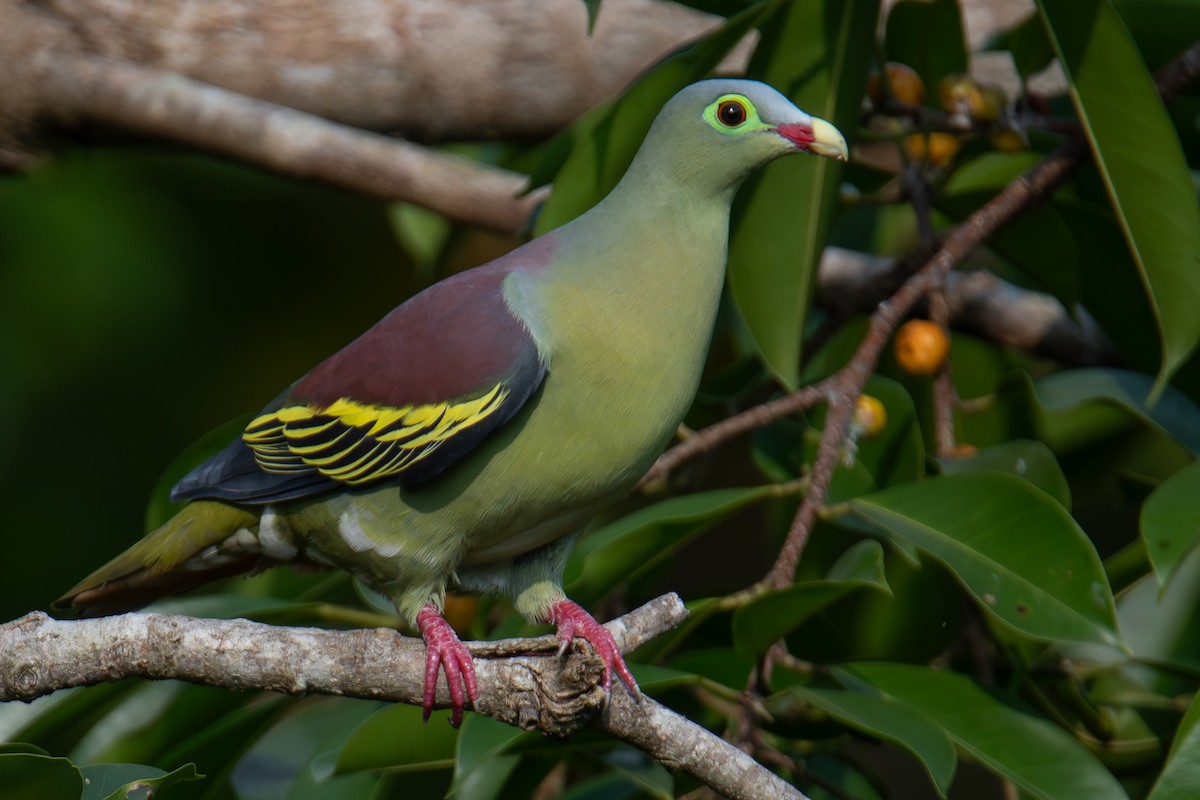 Thick-billed Green-Pigeon - ML654263692