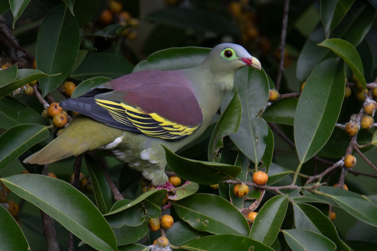 Thick-billed Green-Pigeon - ML654263693