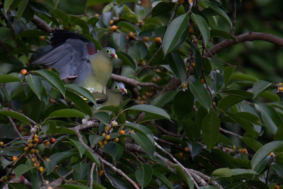 Thick-billed Green-Pigeon - ML654263694