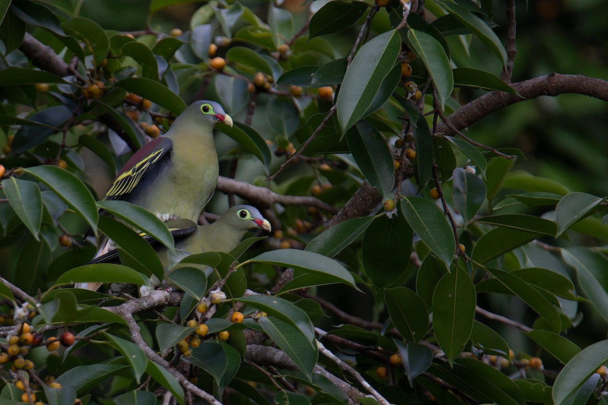 Thick-billed Green-Pigeon - ML654263695