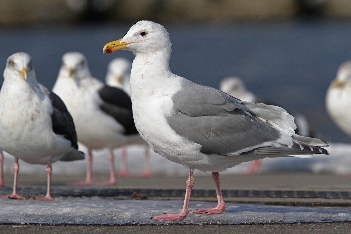 Glaucous-winged Gull - ML65426371