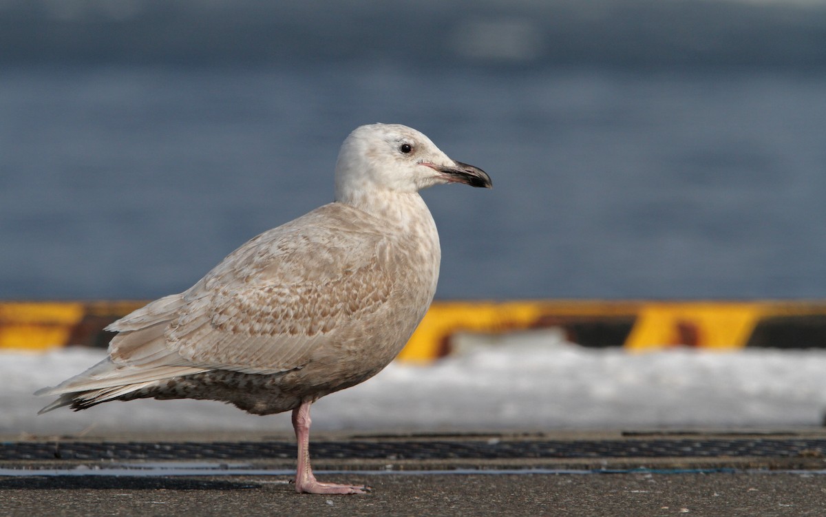 Glaucous-winged Gull - Christoph Moning