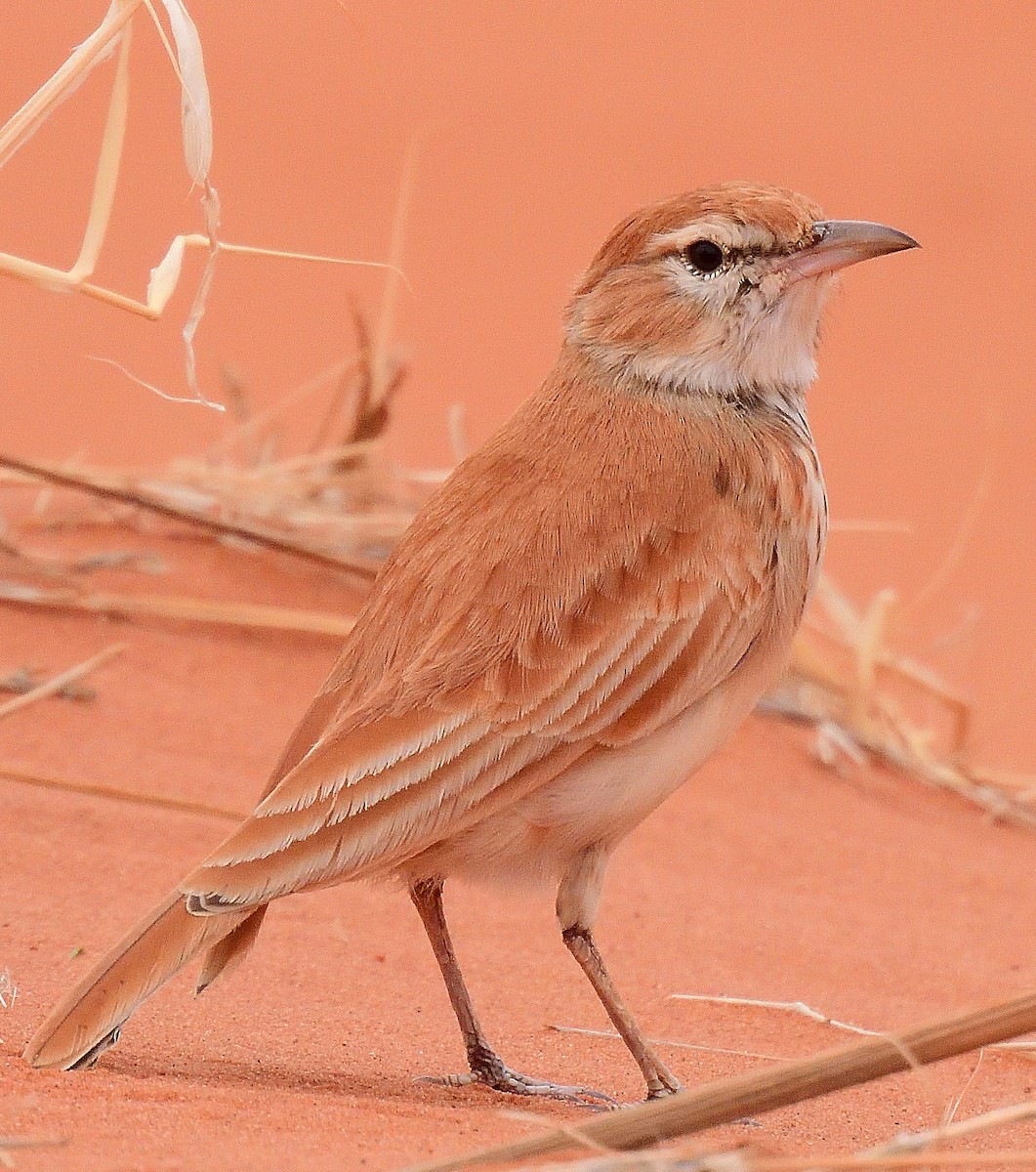 Dune Lark (Dune) - ML654264129