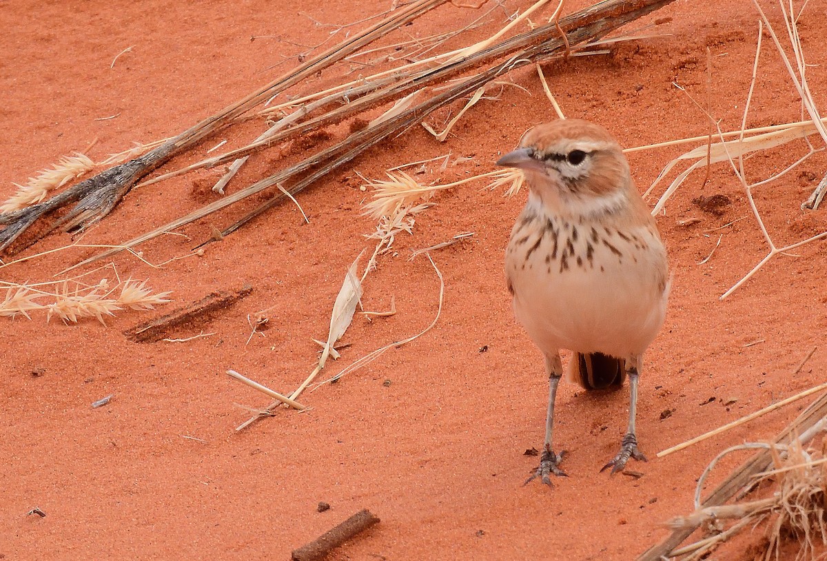 Dune Lark (Dune) - ML654264137