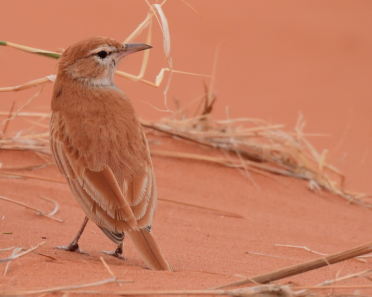 Dune Lark (Dune) - ML654264147