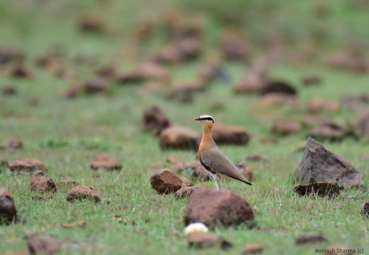 Indian Courser - ML65426621