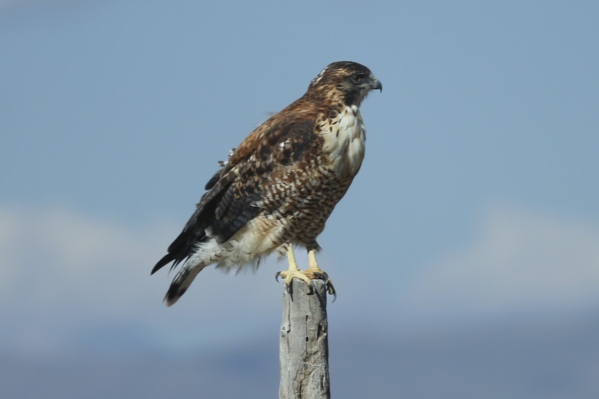 セアカノスリ - ML654266803