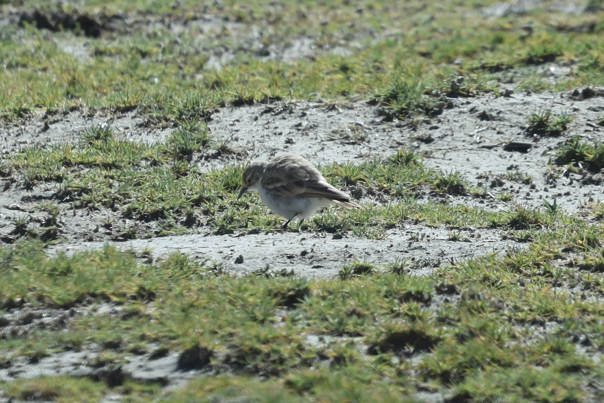 コウゲンジカマドドリ - ML654267421
