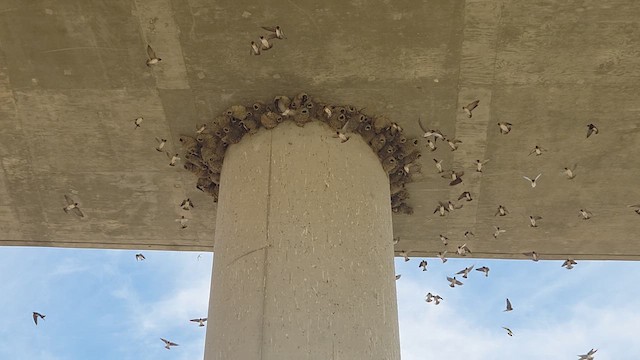 Cliff Swallow - ML654267615