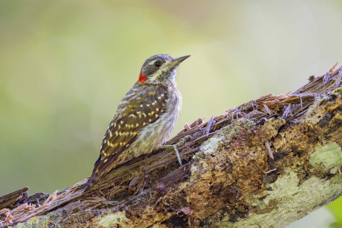 Sulawesi Pygmy Woodpecker - ML654268465