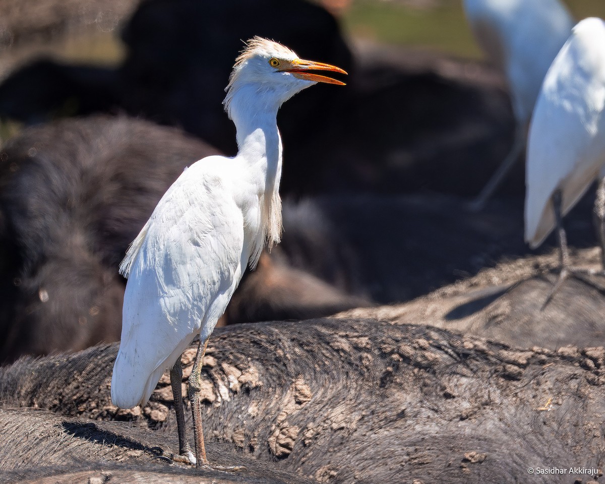 Western Cattle-Egret - ML654268710