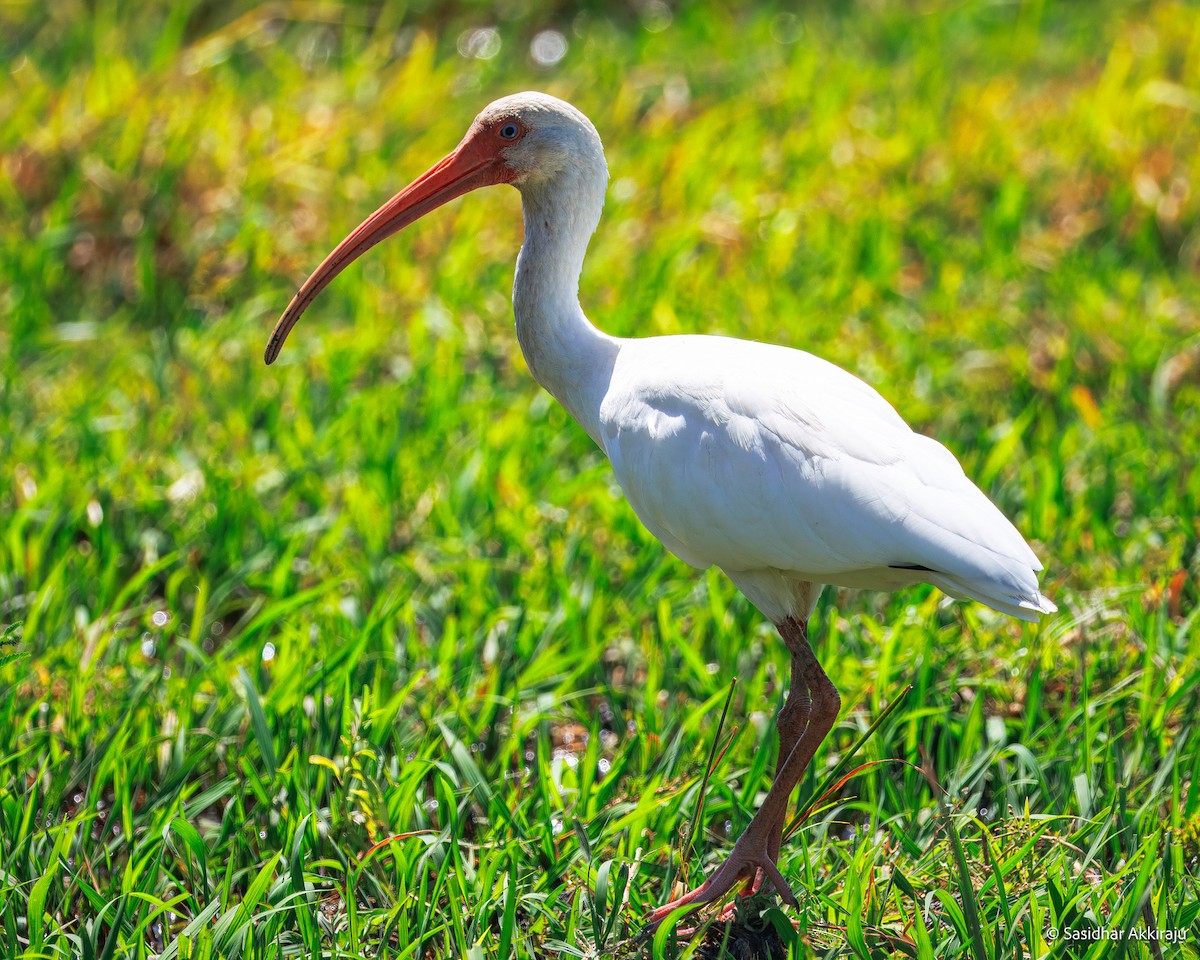 White Ibis - ML654268723