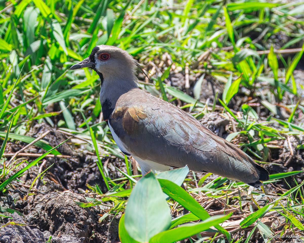 Southern Lapwing - ML654268736