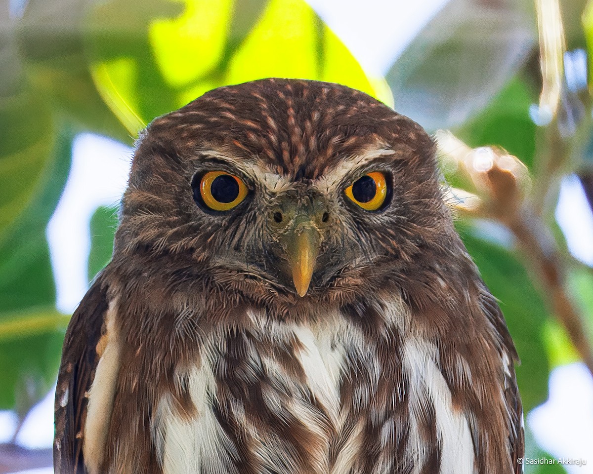 Ferruginous Pygmy-Owl - ML654268776