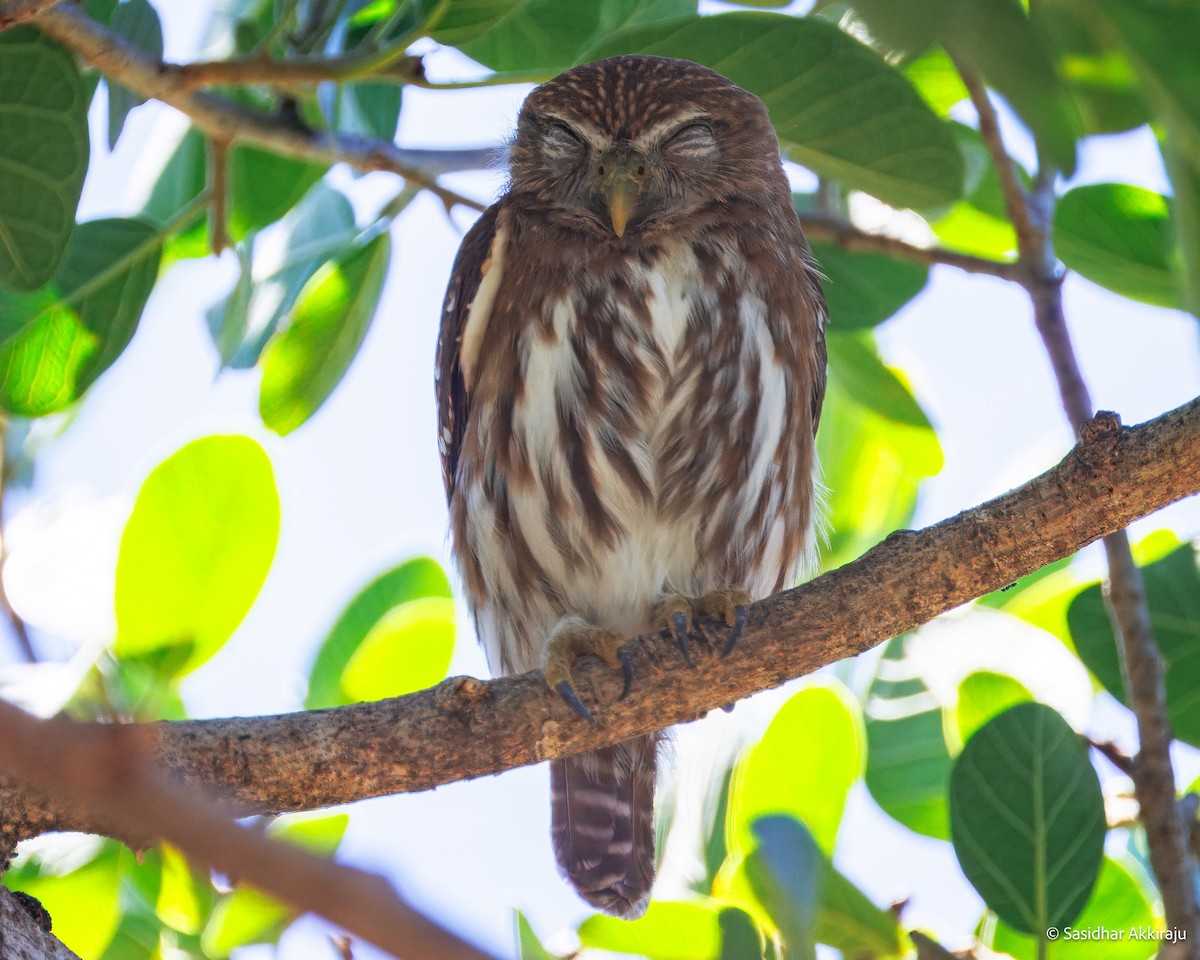 Ferruginous Pygmy-Owl - ML654268777