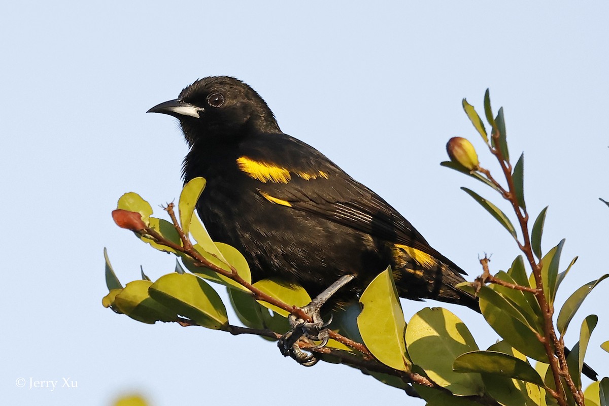 Kubatrupial - ML654269719