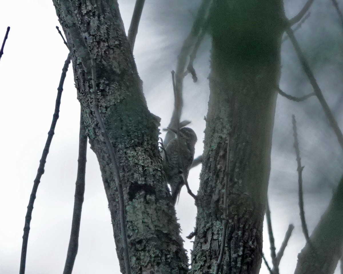 eBird Checklist - 4 Apr 2026 - Sylvester Field, Hanover - 21 species