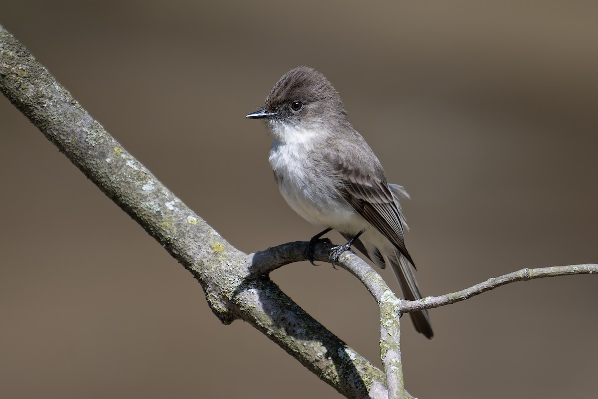 Eastern Phoebe - ML654273317