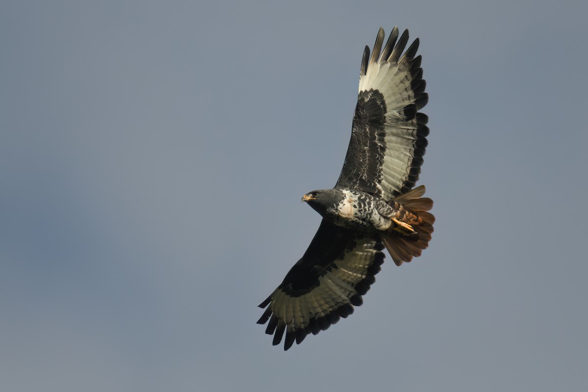 sjakalvåk - ML654273855