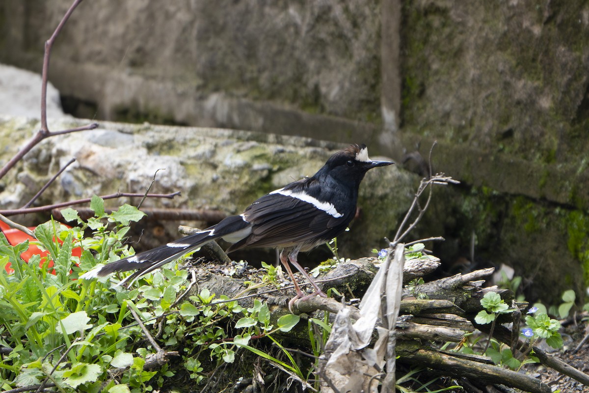 White-crowned Forktail (Northern) - ML654274216