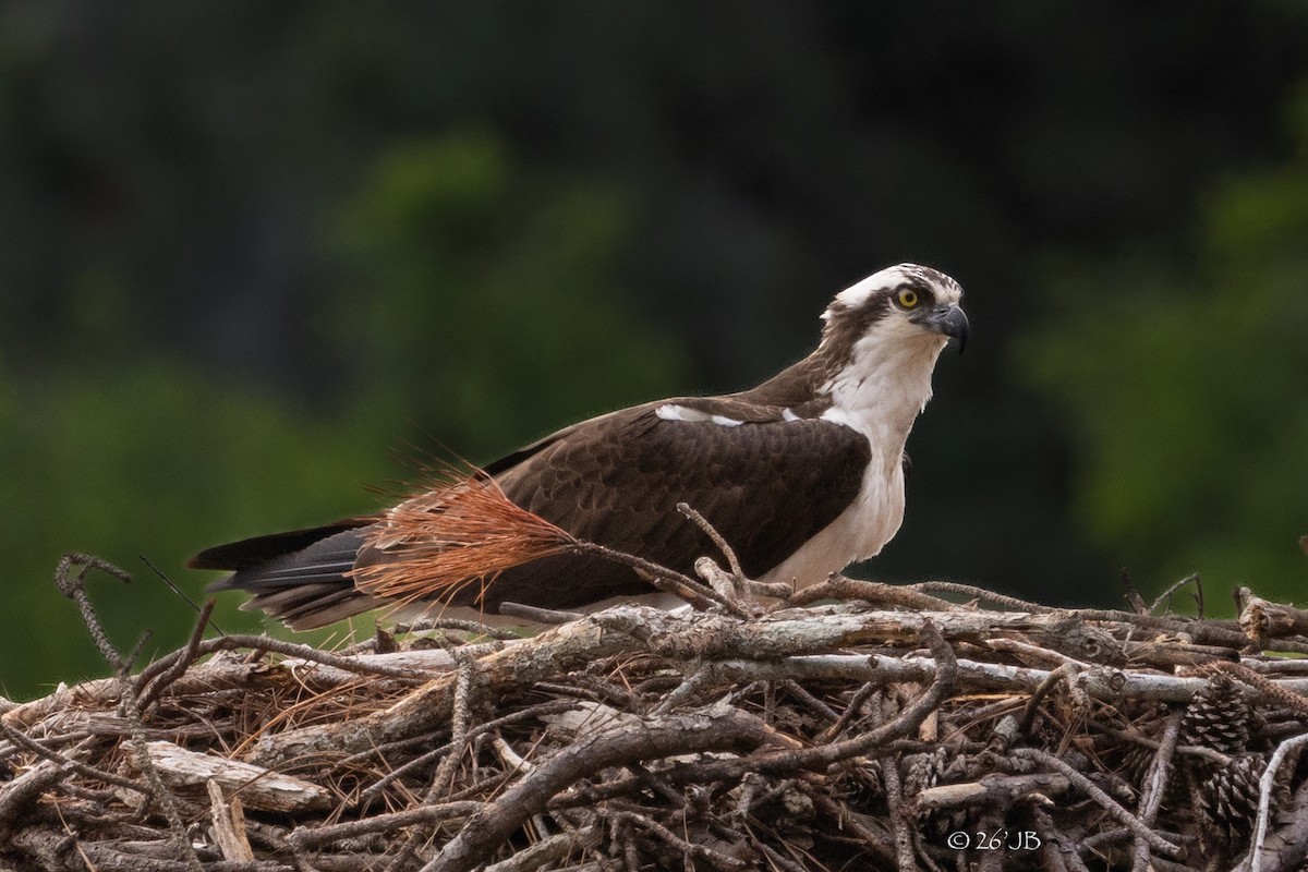 Osprey - ML654274685