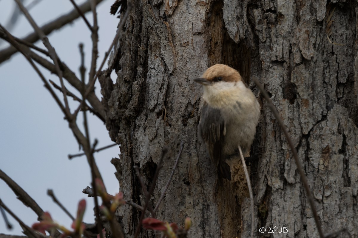 Brown-headed Nuthatch - ML654274715