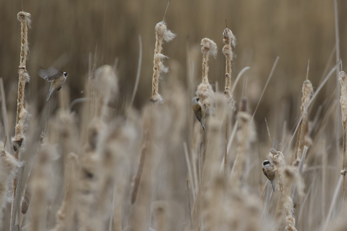 Eurasian Penduline-Tit - ML654274993