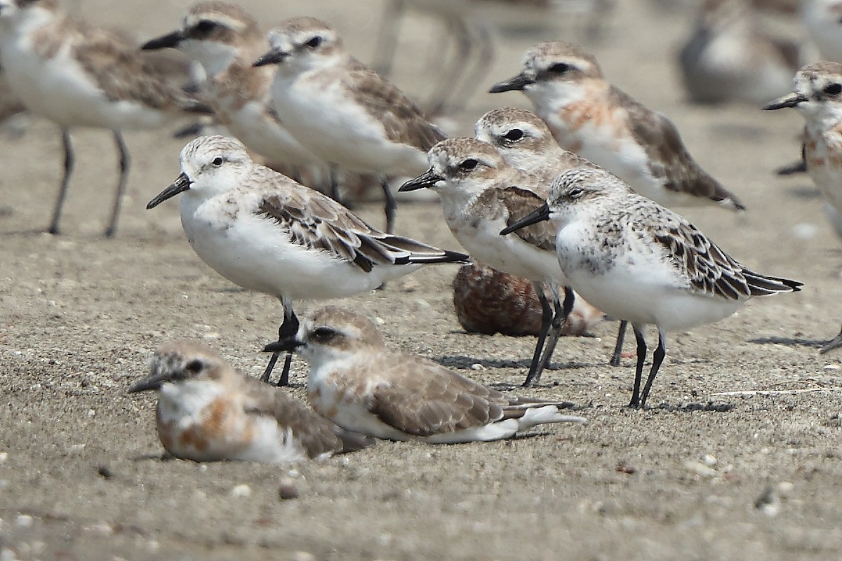 Песчанка - ML654275249