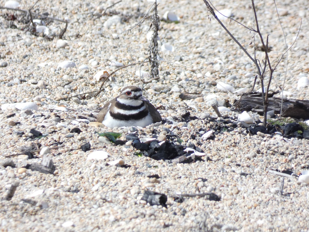 Killdeer - ML654277403