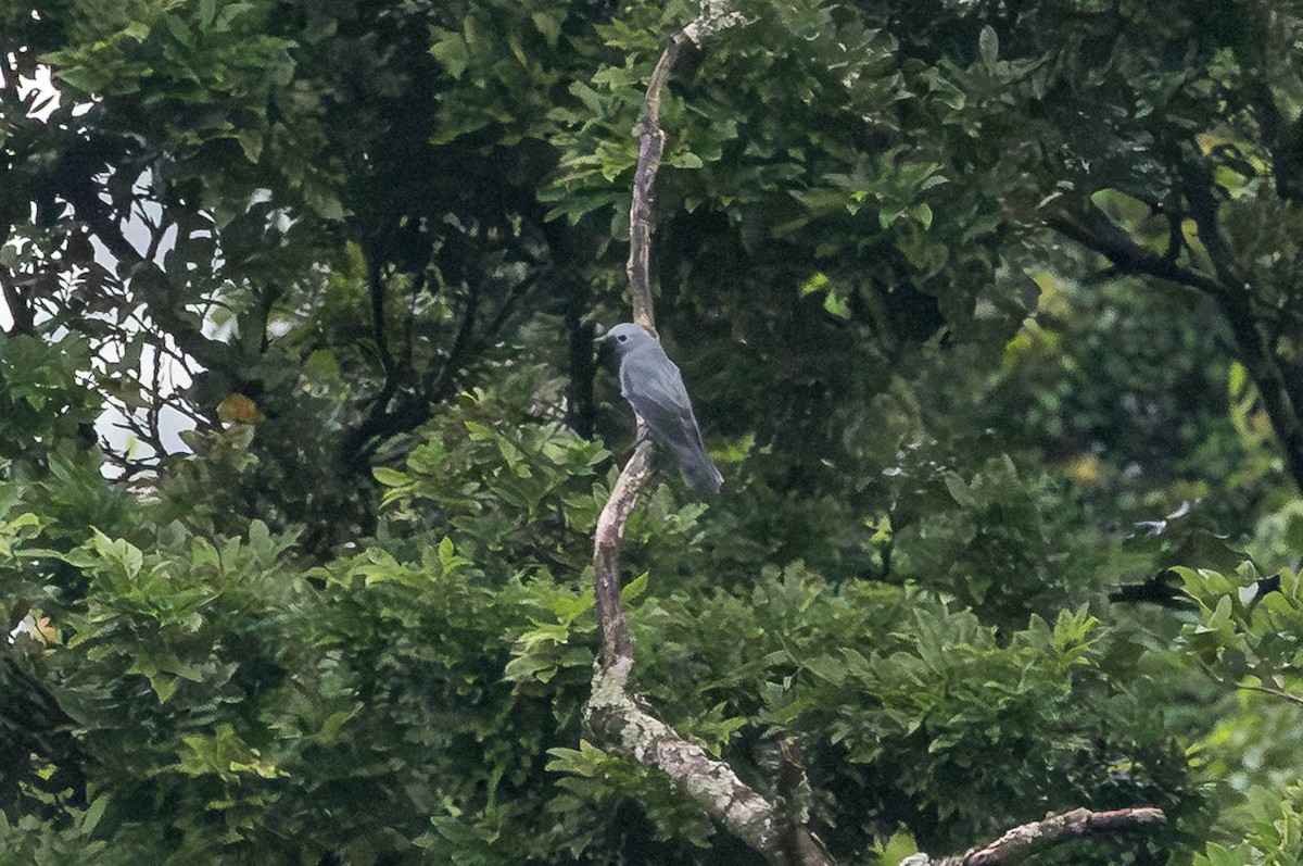 Gray Cuckooshrike - ML654277519