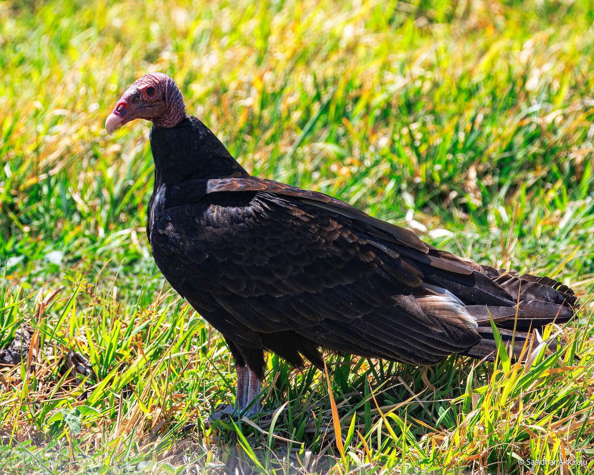 Turkey Vulture - ML654278214