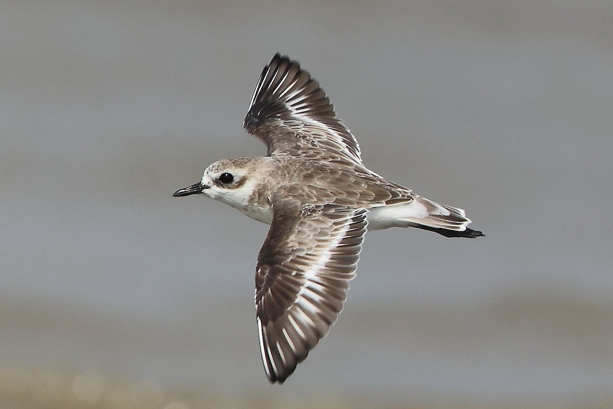 Tibetan Sand-Plover - ML654278292