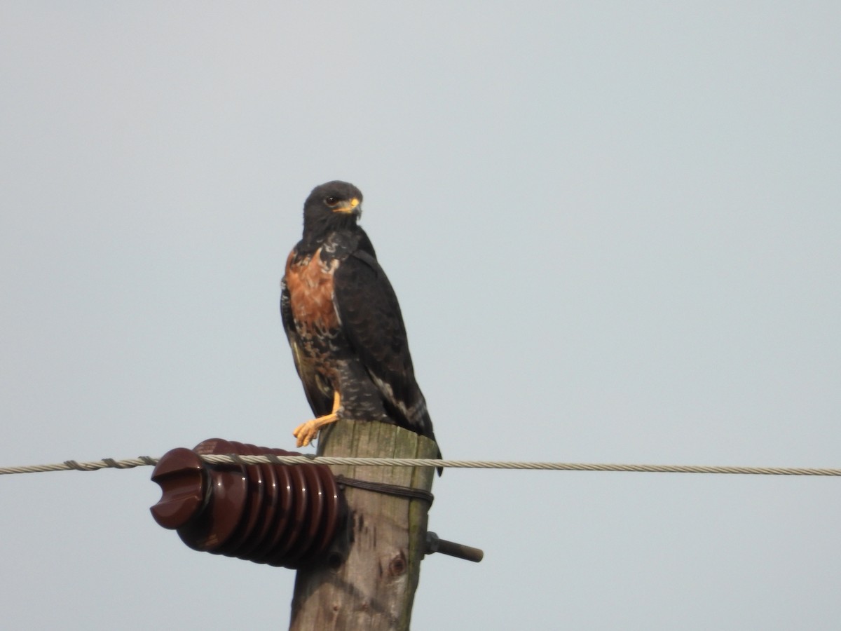 sjakalvåk - ML654278441