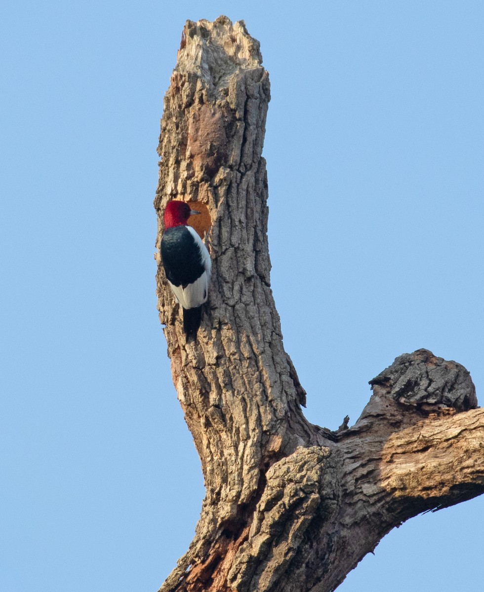 Red-headed Woodpecker - ML654279572