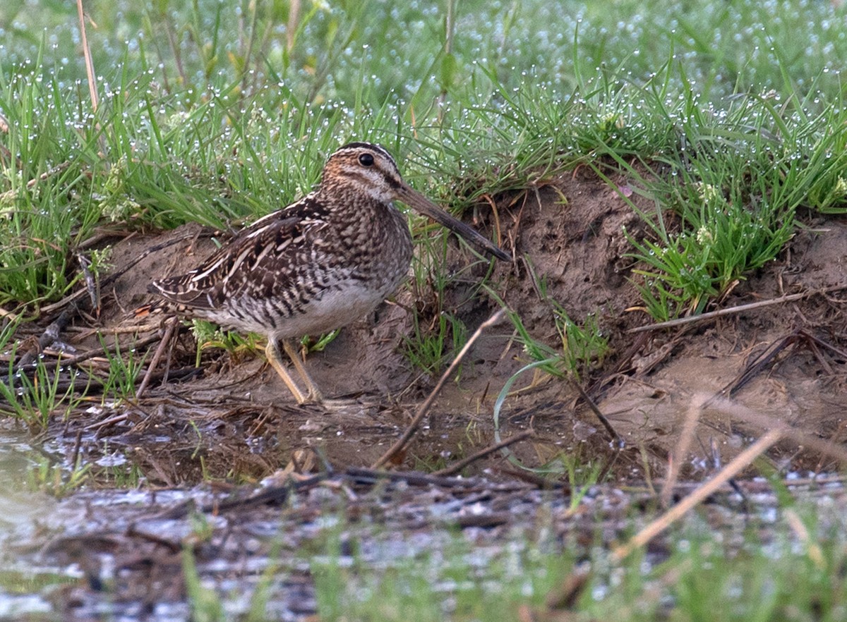 Wilson's Snipe - ML654279684