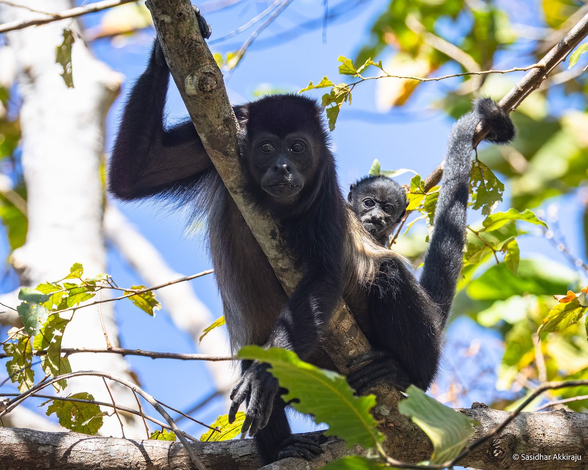Howler Monkeys - ML654280925